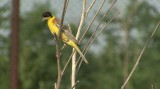 Video of Black-headed Bunting - Black-headed Bunting in very hot summer with water